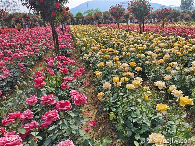 不同庭院花境風(fēng)格對(duì)植物配置的要求(圖1)