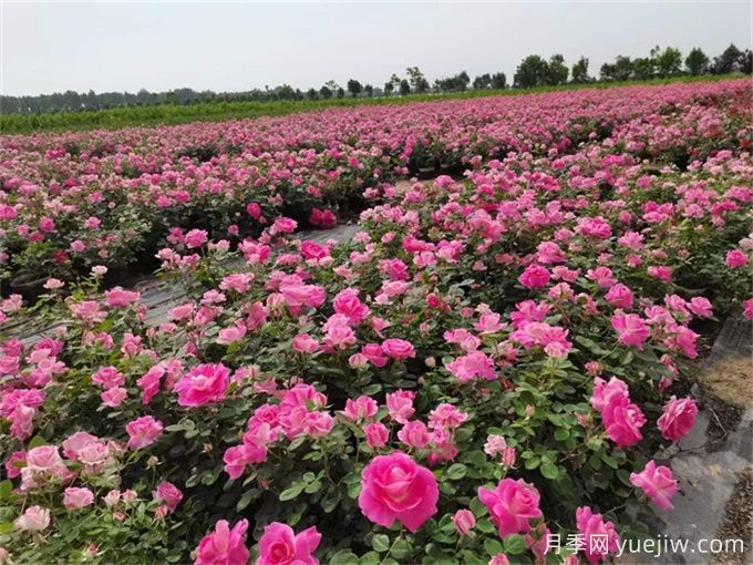 不同庭院花境風(fēng)格對(duì)植物配置的要求(圖3)