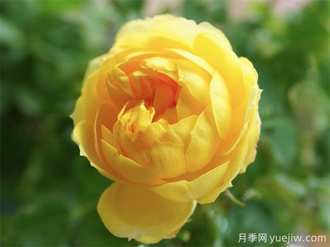 花期超長的3個(gè)月季花，你一定會(huì)愛上它們(圖2)