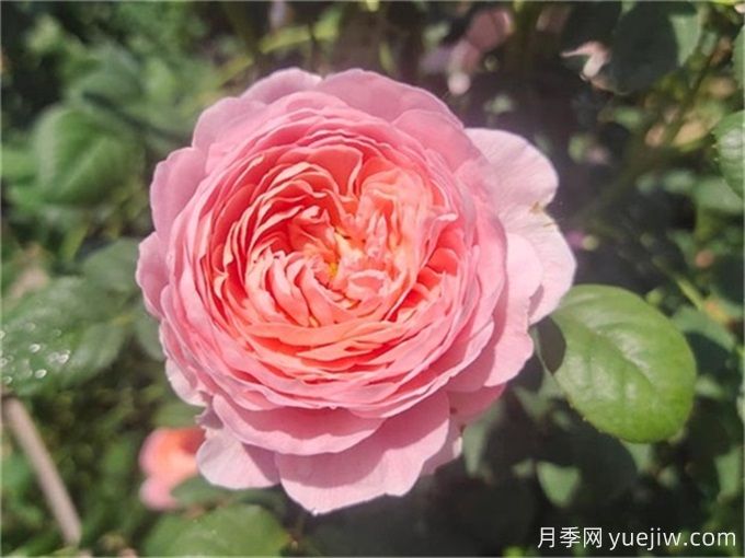 花期超長的3個(gè)月季花，你一定會(huì)愛上它們(圖1)