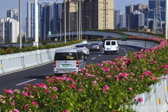 浙江寧波10月“一路生花”的高架月季又開了(圖1)