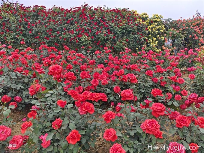 月季花園維護的小技巧(圖2)