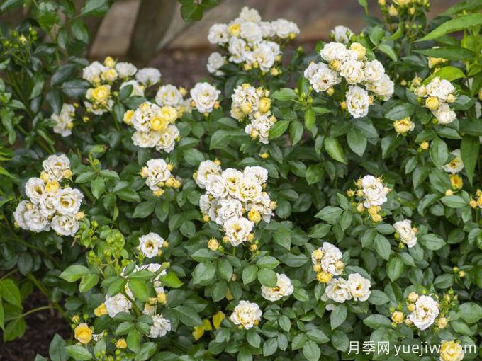 爆米花漂流月季(圖3)