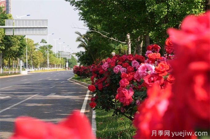 昆明市呈貢區(qū)2500余株樹狀月季齊綻放，街頭處處是風(fēng)景(圖3)