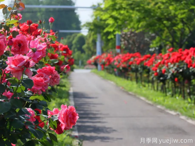 宜昌市董市鎮(zhèn)，月季綻放月季小鎮(zhèn)(圖3)