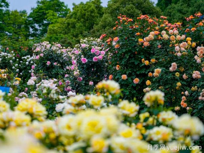 創(chuàng)建世界月季名園，寧波植物園月季花海驚艷綻放(圖2)