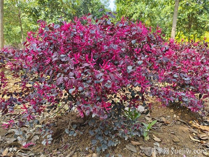 15種園林常見彩葉植物(圖1)