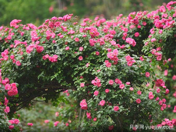 資陽字庫山的月季花海盛宴，趕赴美麗(圖2)