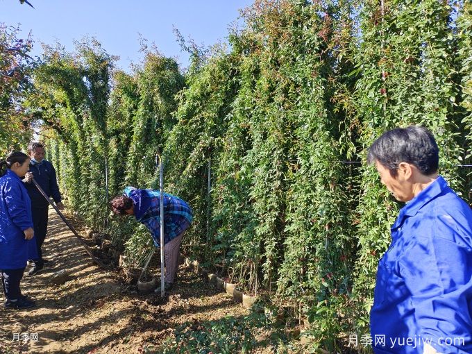 藤本月季牽引別著急，做錯可能春天花量減一半(圖2)