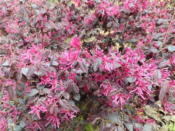 園林植物：紅花檵木(圖1)