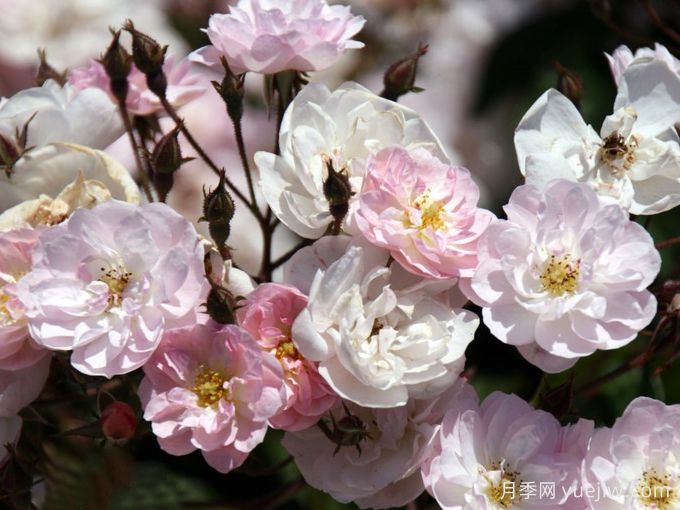 漂亮的花邊月季/梅赫倫花邊(圖3)