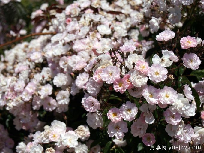 漂亮的花邊月季/梅赫倫花邊(圖4)