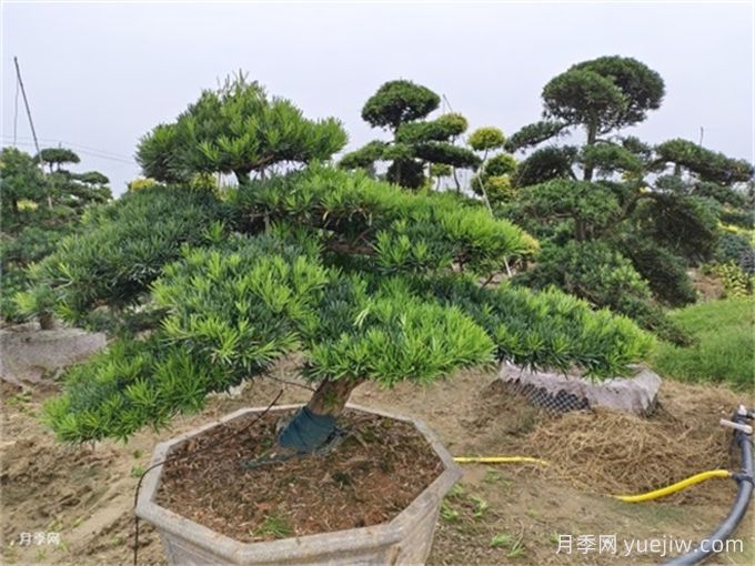 園林植物：羅漢松(圖1)