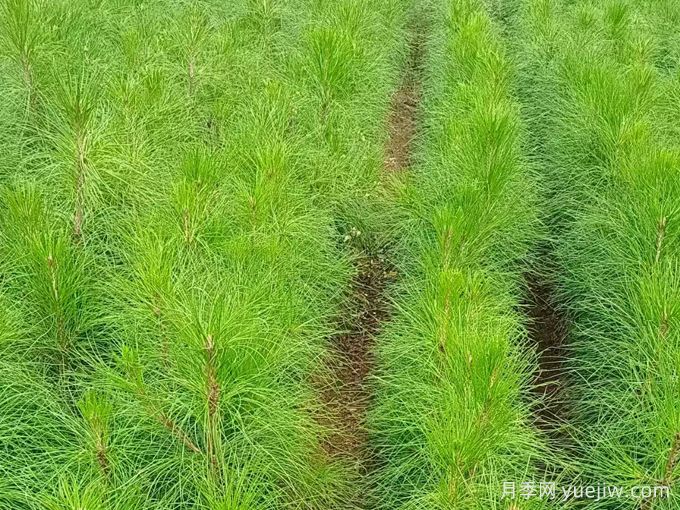 植物百科：濕地松(圖1)