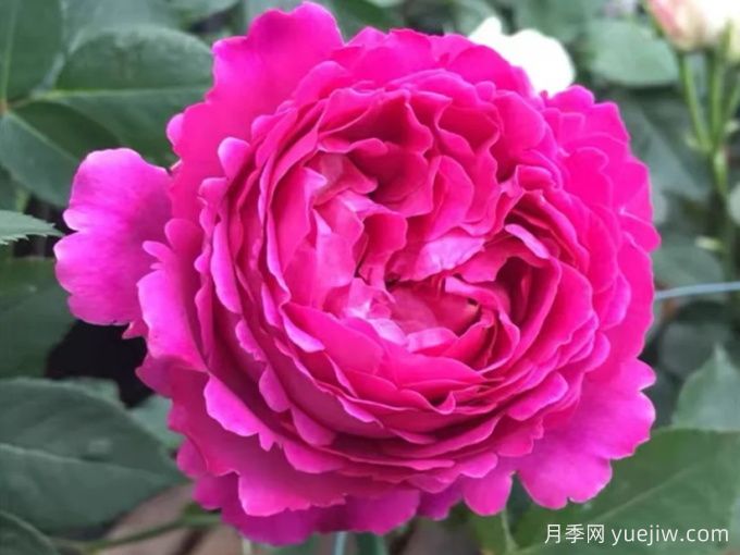 伊芙芳香花園月季/情迷芳香月季(圖2)