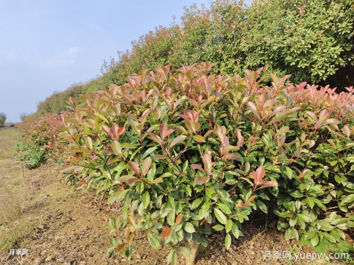 植物科普：紅葉石楠(圖1)