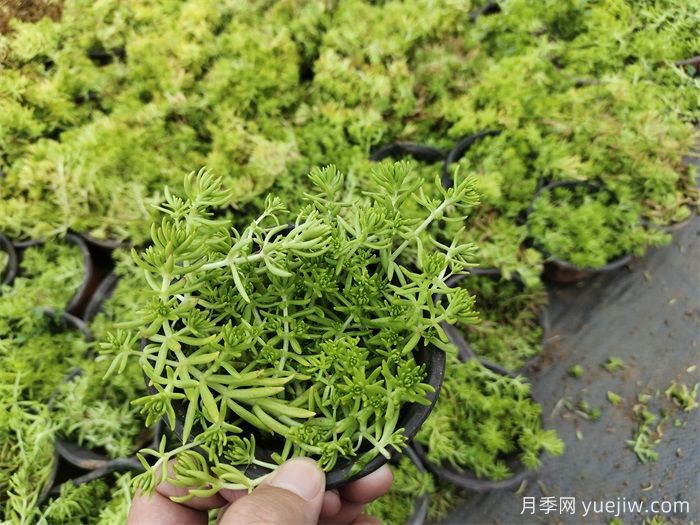 植物科普：佛甲草(圖1)