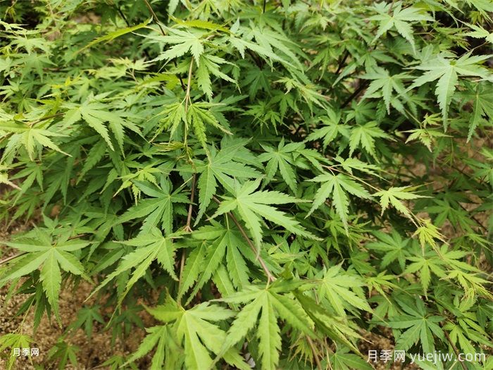 植物中的變色龍，雞爪槭(圖1)