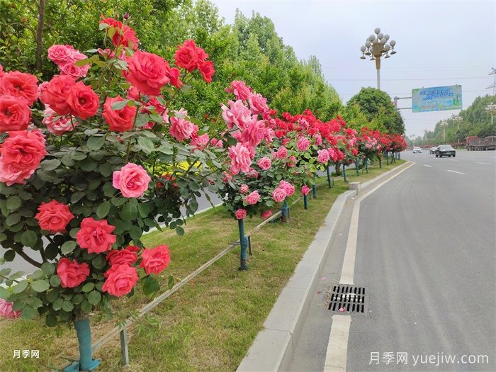 植物生態(tài)習(xí)性決定園林綠化景觀的成敗(圖1)