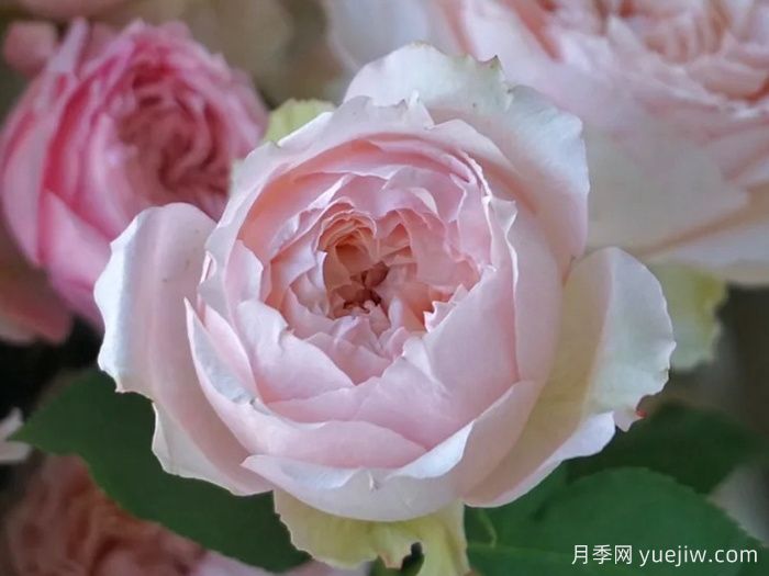 蜂蜜朱莉塔月季/蜂蜜朱麗葉塔(圖1)