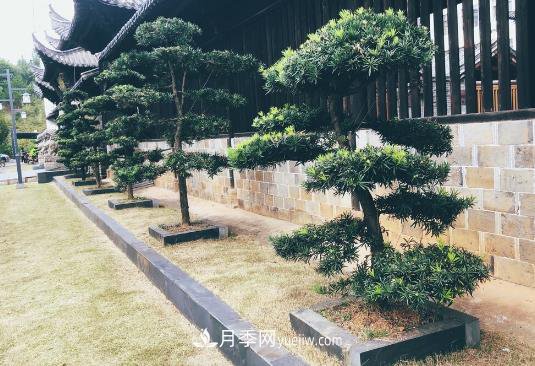 羅漢松成為院子中的香餑餑，好看又吉祥(圖1)