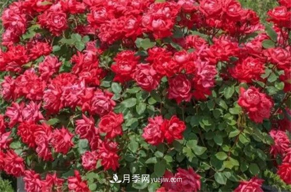 花瓣少的低維護(hù)月季到底有哪些優(yōu)點(diǎn)？(圖3)