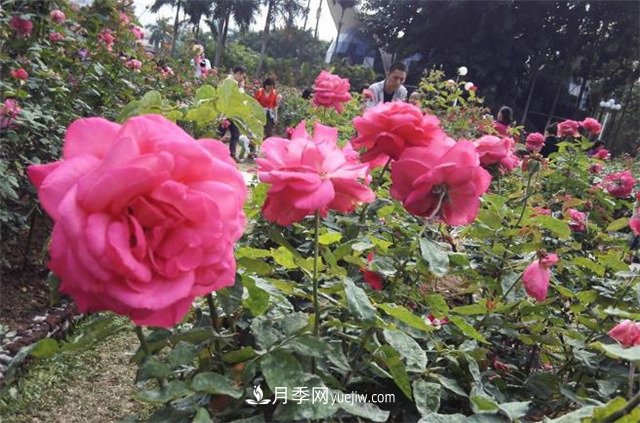 好多年沒到深圳人民公園看月季花展了，不知今年如何(圖1)