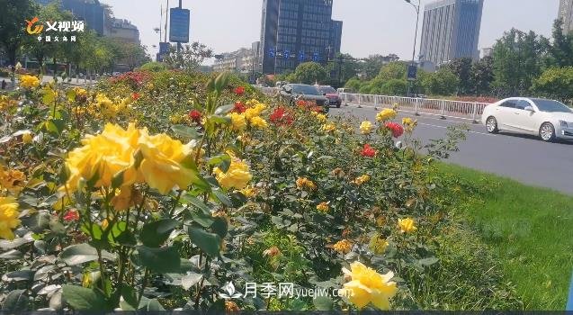 浙江義烏：一路花開城市景 百萬月季開滿城(圖1)