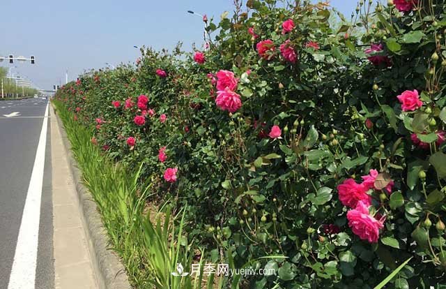 養(yǎng)植月季花更重要的是要注意修剪(圖1)