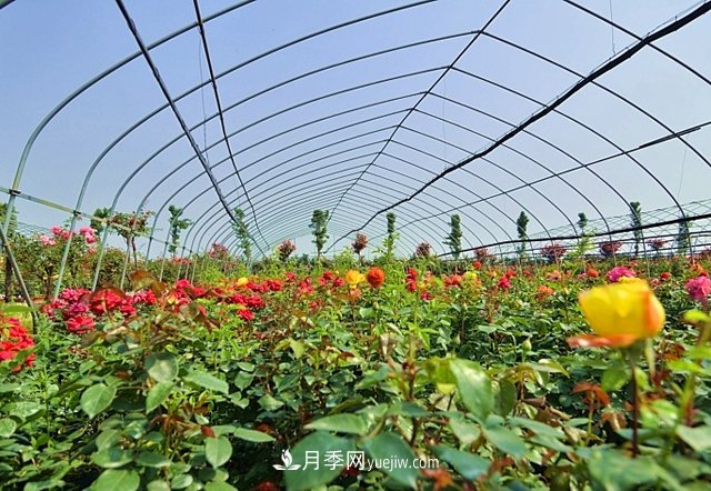 地被植物與園林地被植物的區(qū)別(圖1)