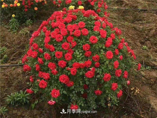 80cm月季花球批發(fā)(圖1)