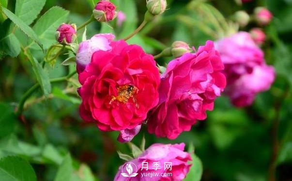 冬季該怎么修剪月季花？月季冬季修剪的要點(圖1)