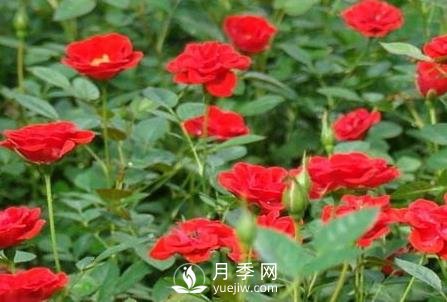 小月季花的養(yǎng)殖方法及圖片 小月季花怎么養(yǎng)(圖1)