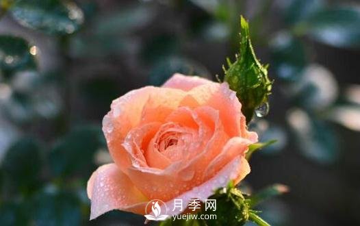 仙子月季花詩(shī)詞花友原創(chuàng)分享(圖1)