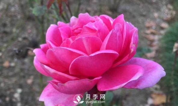 月季花如何舒蕾？(圖1)