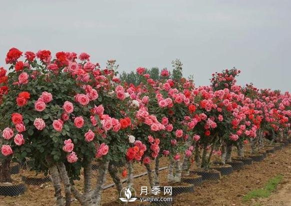 老樁月季花發(fā)芽后怎樣移栽(圖1)