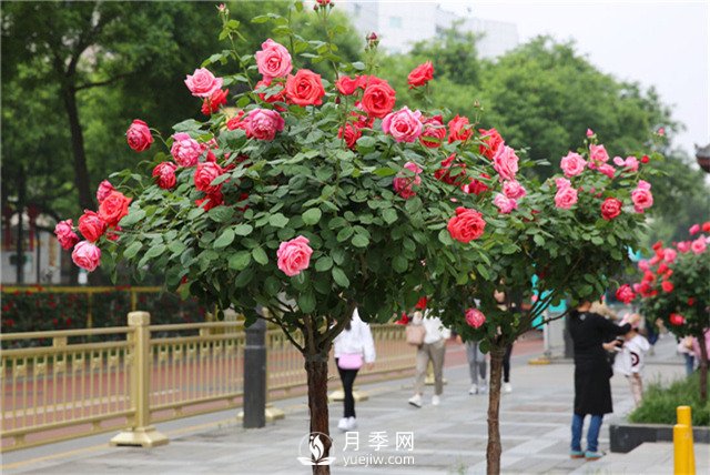 春季給月季花做好4項(xiàng)管理(圖1)