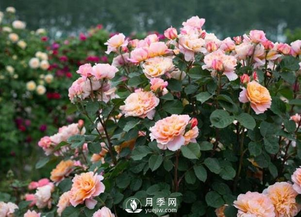 9個(gè)漂亮的花園藤本月季推薦(圖2)