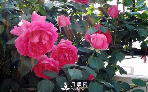 月季花幾月份栽培適宜？(圖1)