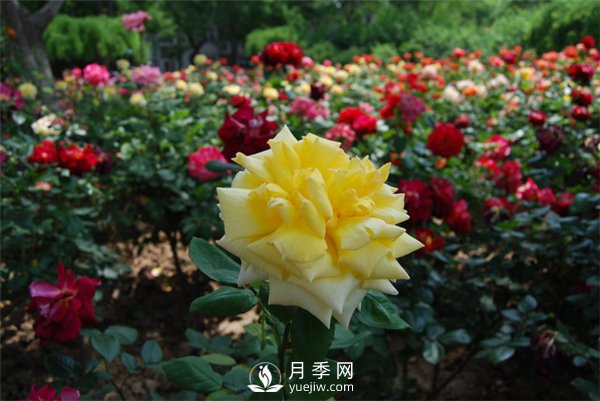 月季花籽能種嗎-月季花種子怎樣催芽(圖1)