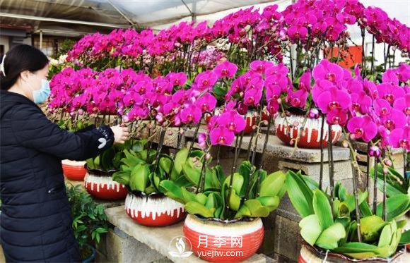 江蘇如皋：花卉市場積極備貨 鮮花爛漫俏迎春(圖3)