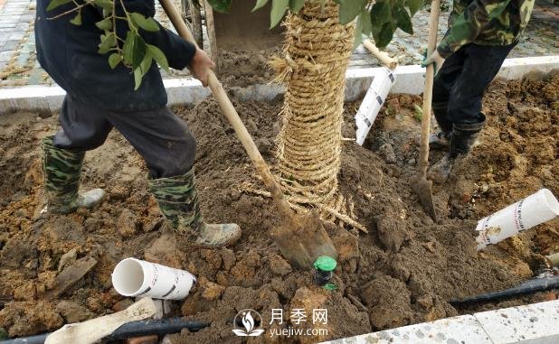 苗木栽植時應(yīng)做好根部的哪些護理？(圖1)