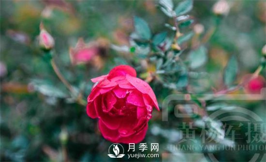 紅艷嬌美的月季花，四季常開，絢麗的花朵非常美(圖1)