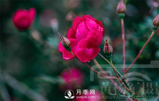 紅艷嬌美的月季花，四季常開，絢麗的花朵非常美(圖2)