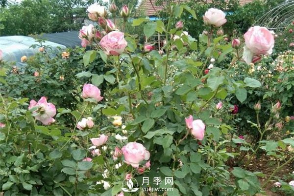 花友都喜歡的月季品種，龍沙寶石，適合做月季花門(圖1)