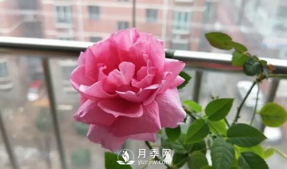 一年開(kāi)三季的月季花，裝扮我的陽(yáng)臺(tái)(圖3)