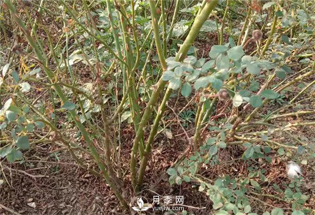 月季苗價(jià)格多少一棵？南陽(yáng)月季種植基地報(bào)價(jià)(圖3)