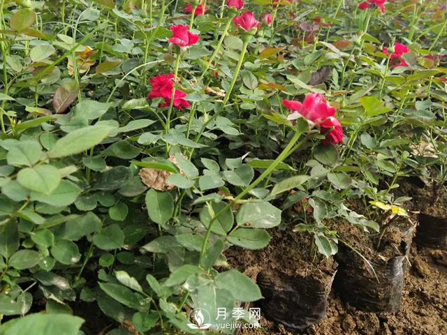 月季苗價(jià)格多少一棵？南陽(yáng)月季種植基地報(bào)價(jià)(圖1)