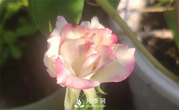 樹狀月季花的盆栽養(yǎng)殖方法(圖3)