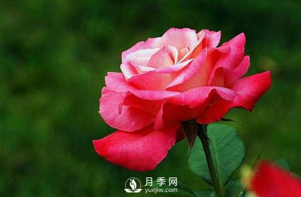 月季花怎么養(yǎng)可以月月爆盆？(圖1)